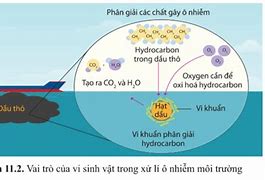 Môi Trường Sinh Vật Cho Ví Dụ