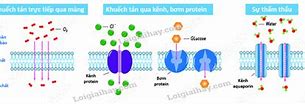 Vận Chuyển Vật Chất Qua Màng Tế Bào