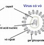 Virus Là Gì Cho Ví Dụ